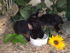 unser Nachwuchs Zwergkaninchen schwarz-loh reinerbig